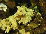 2011-11-13 11-43-56 Ludo